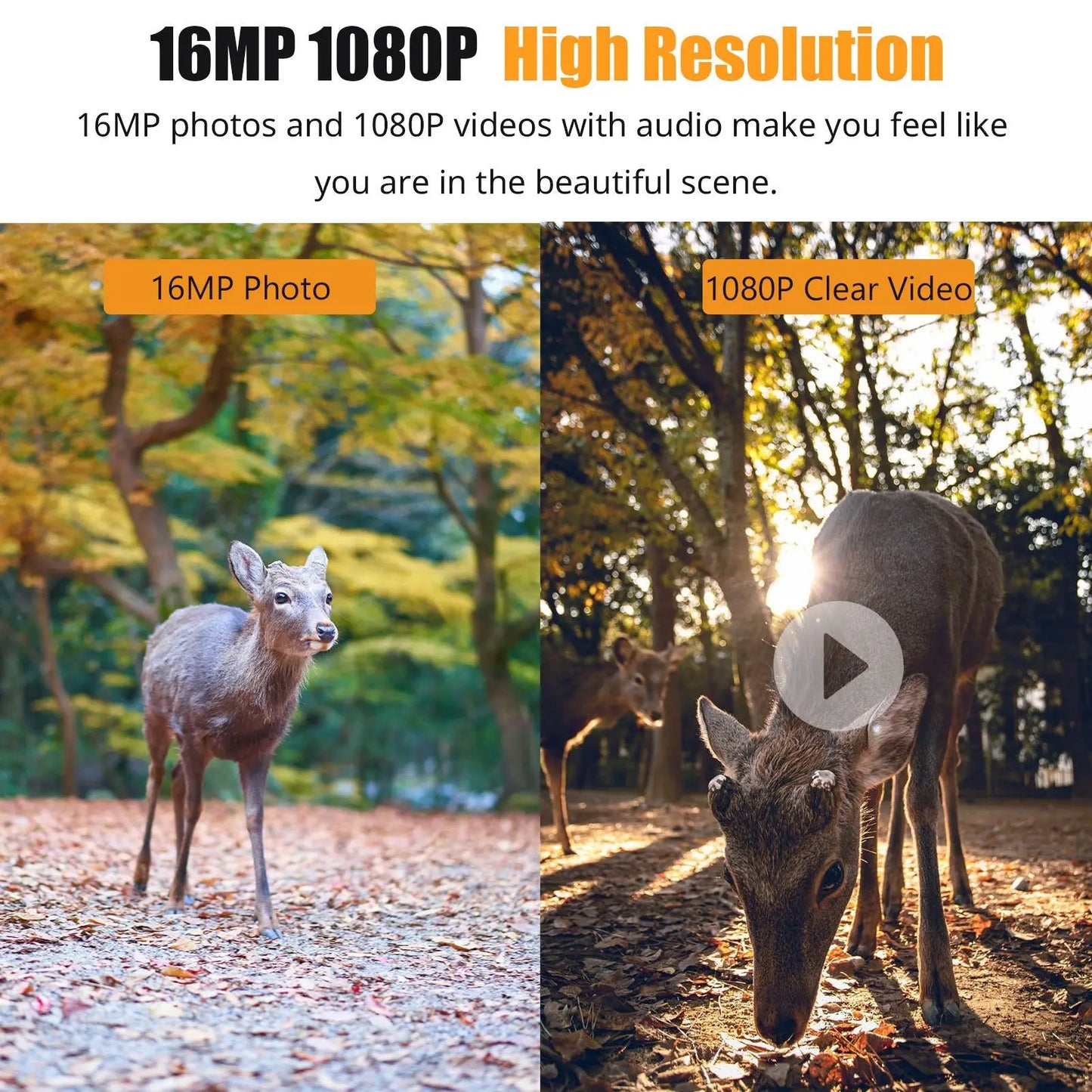 1080P Night Vision Trail Camera – Never Miss the Action