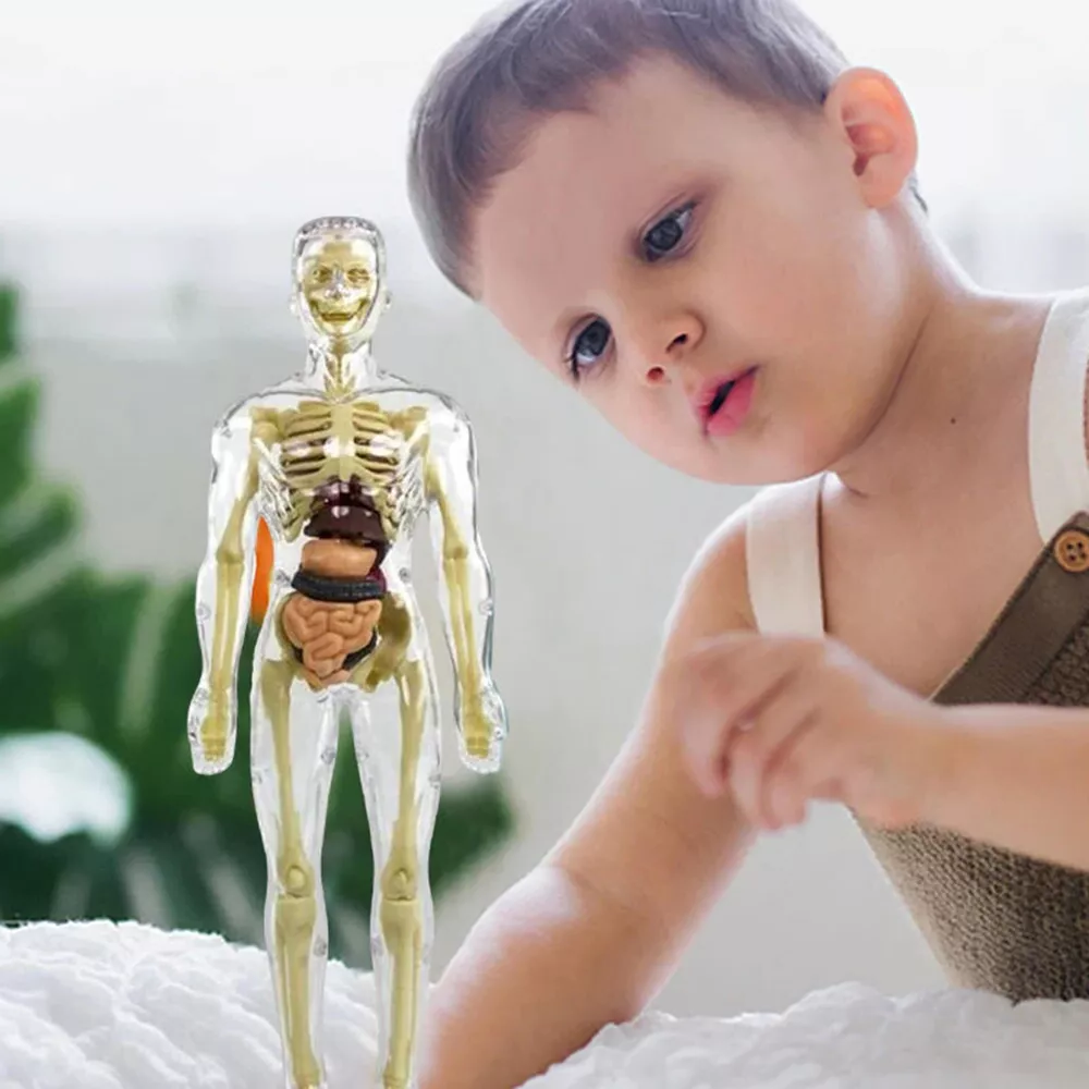 3D Human Torso Anatomy Model for Kids – Hands-On Learning, Built to Last