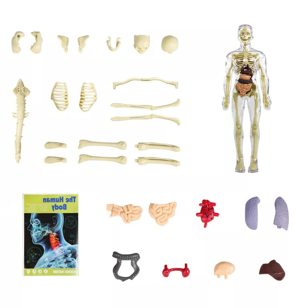 3D Human Torso Anatomy Model for Kids – Hands-On Learning, Built to Last