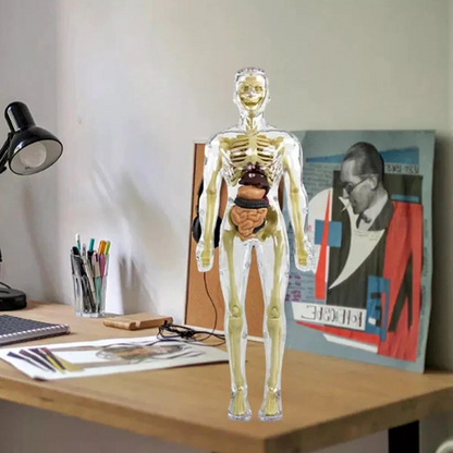 3D Human Torso Anatomy Model for Kids – Hands-On Learning, Built to Last