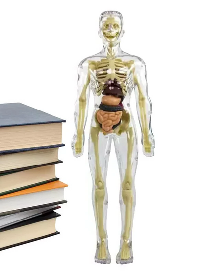3D Human Torso Anatomy Model for Kids – Hands-On Learning, Built to Last