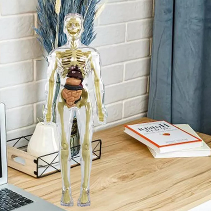 3D Human Torso Anatomy Model for Kids – Hands-On Learning, Built to Last